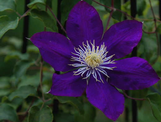 752742 (a): :2048x1555